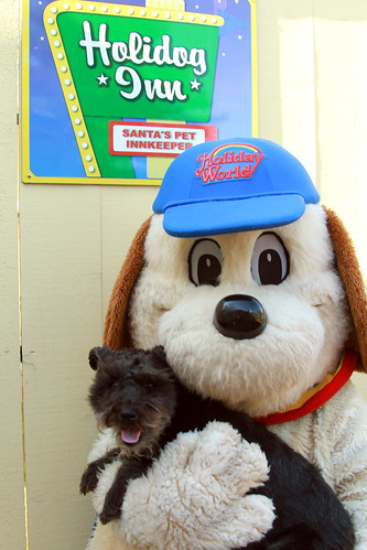 Holidog and his buddy Pax